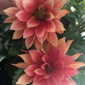 Meet your Posher, Dulce